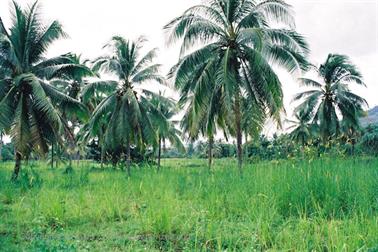 18 Thailand 2002 F1000002 Khao Lak Strand_478